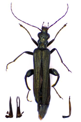 Réf. 353 018 : Oedemera tristis